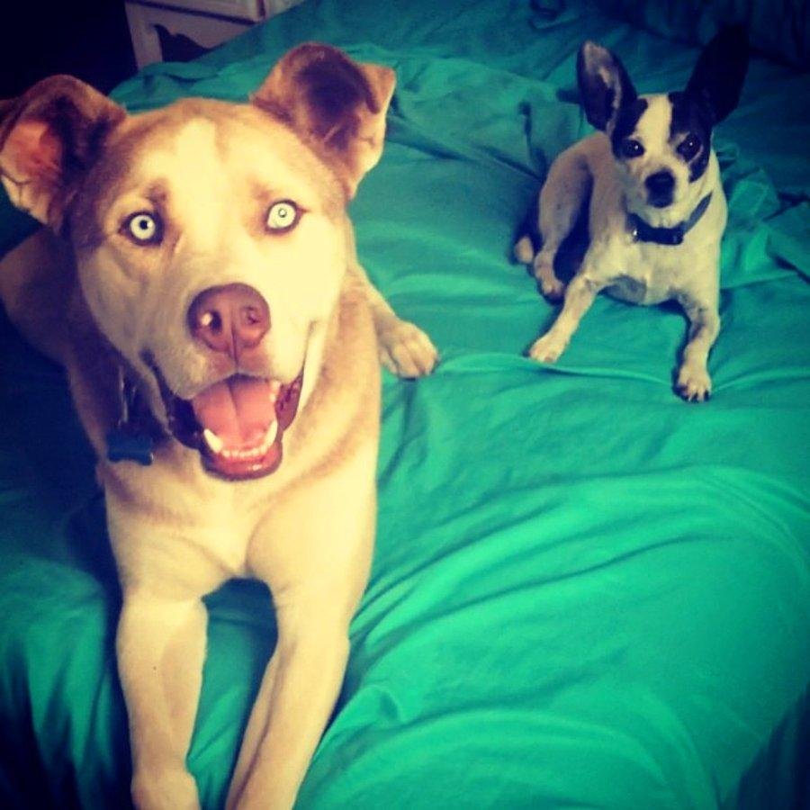 Необычные помеси собак