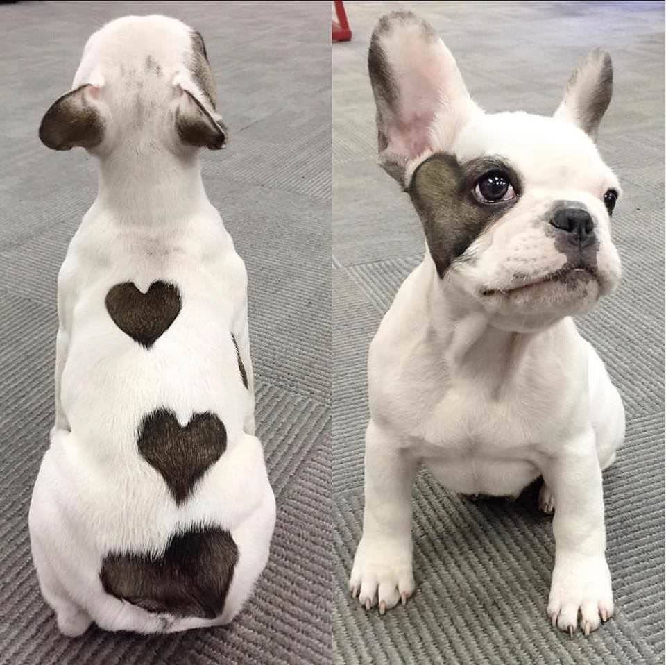 Смесь собаки и птицы