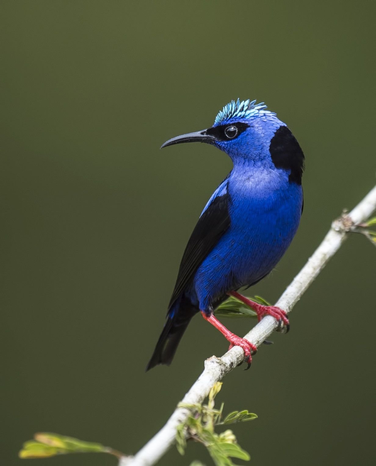 Синяя птица памира. Синяя птичка. Синяя птица птица. Птица с синим оперением. Голубые тропические птицы.