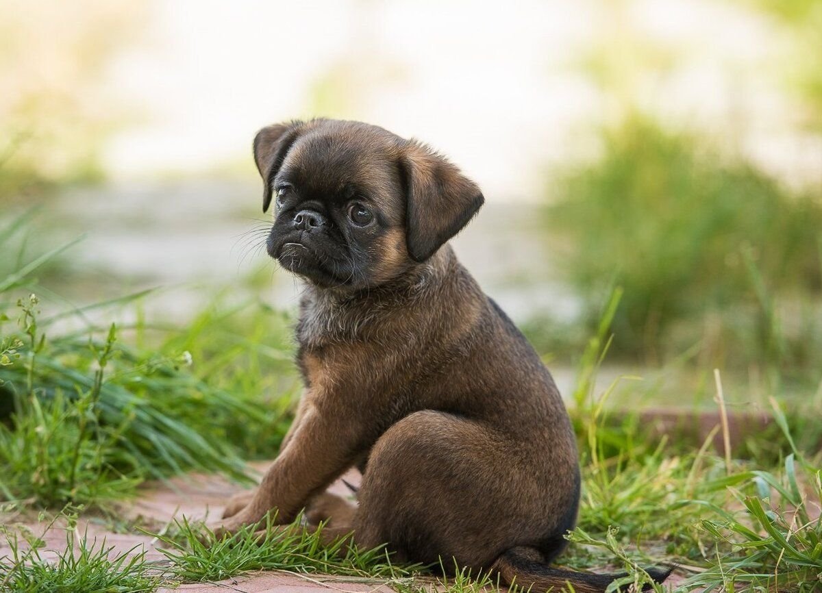 Порода собак Пти брабансон