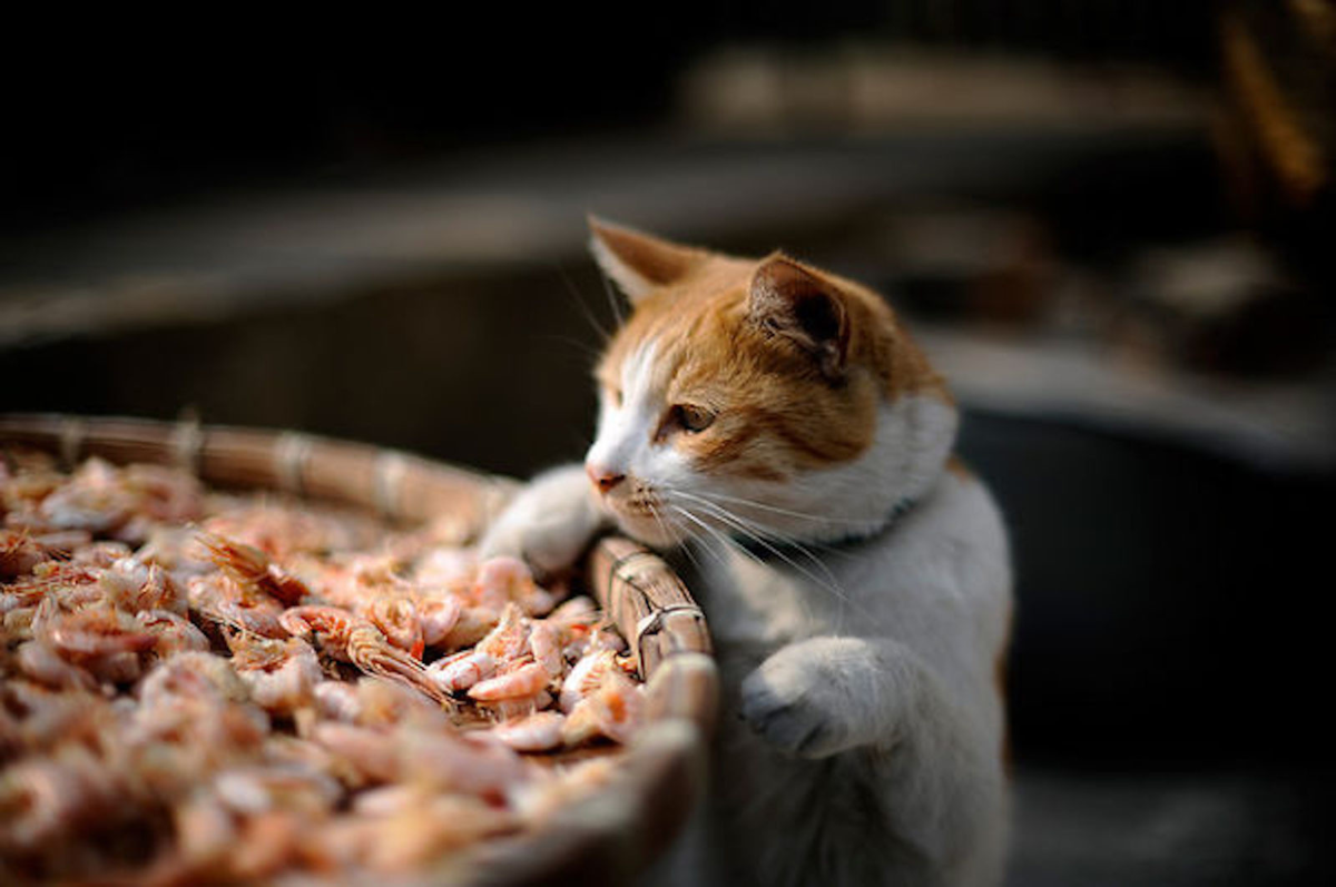 Украсть со стола. Кот ворует еду. Коты и еда. Кошачья еда. Кошка воришка.