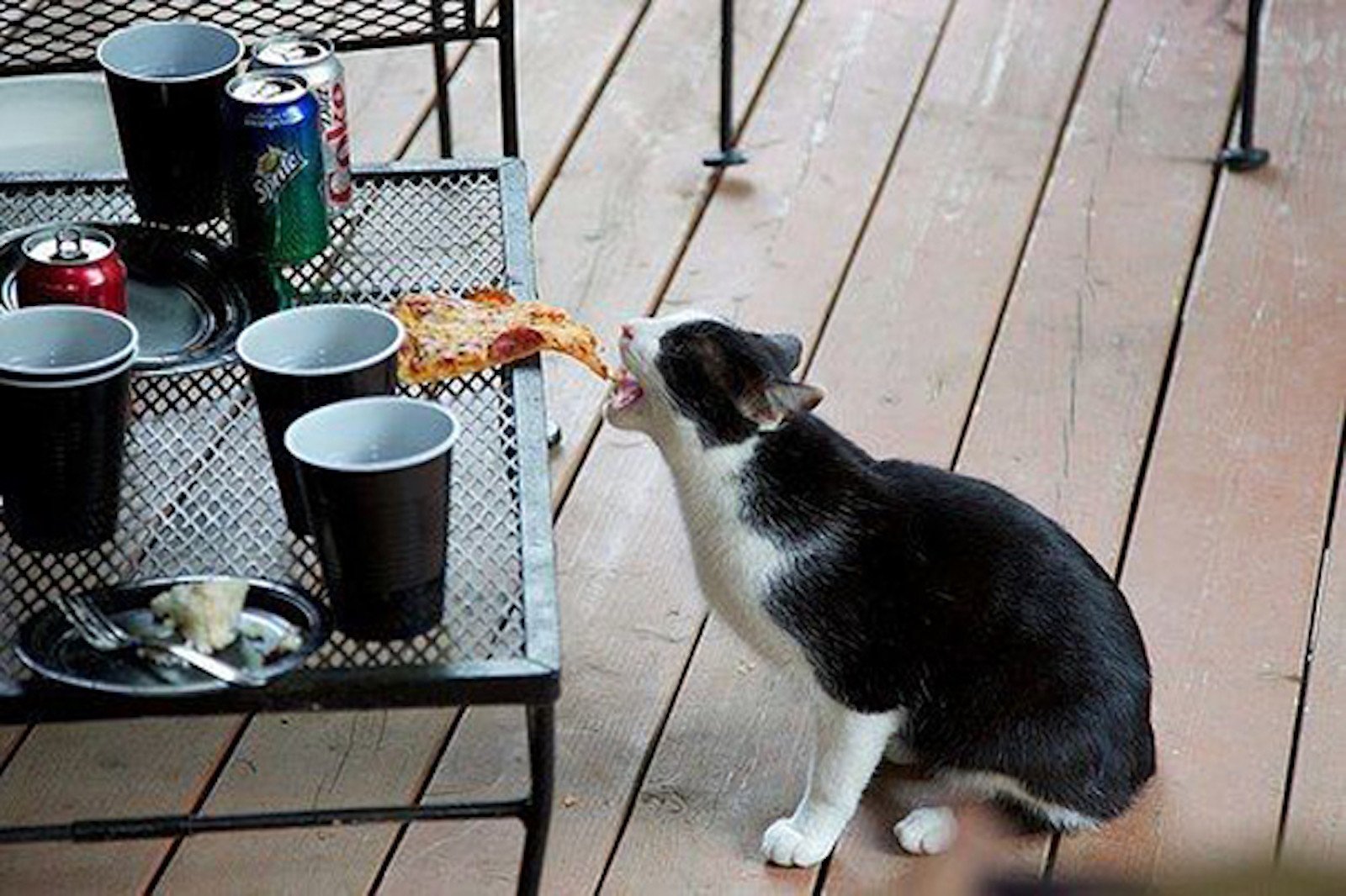 Фото крала. Кот ворует. Кот ворует еду. Кот крадет еду. Коты воришки.