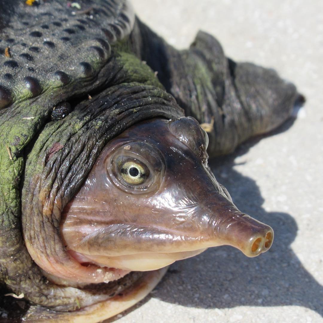 Морда черепахи