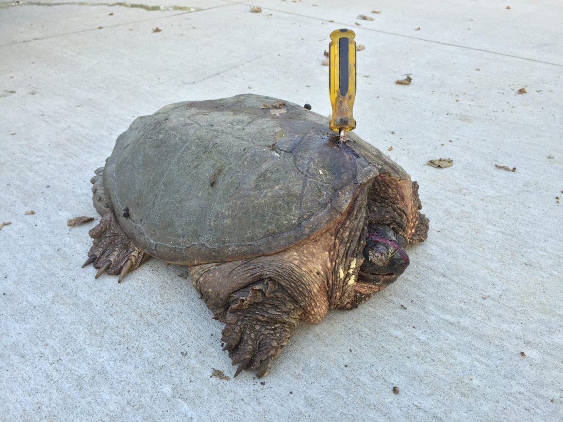 Красноухая черепаха без панциря