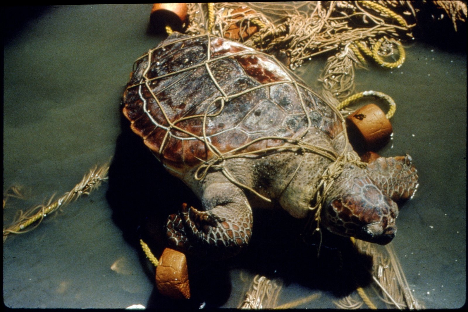 Животные страдают от загрязнений. Черепаха в пластике. Морские черепахи в мусоре.
