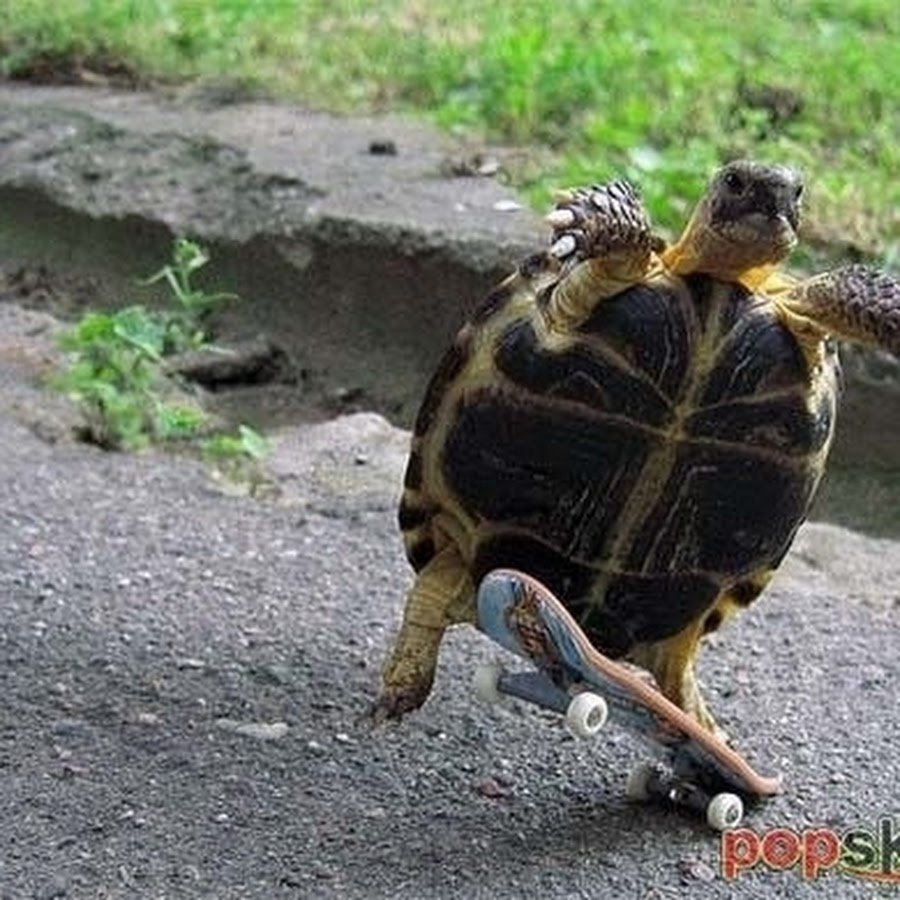 Что едят черепахи