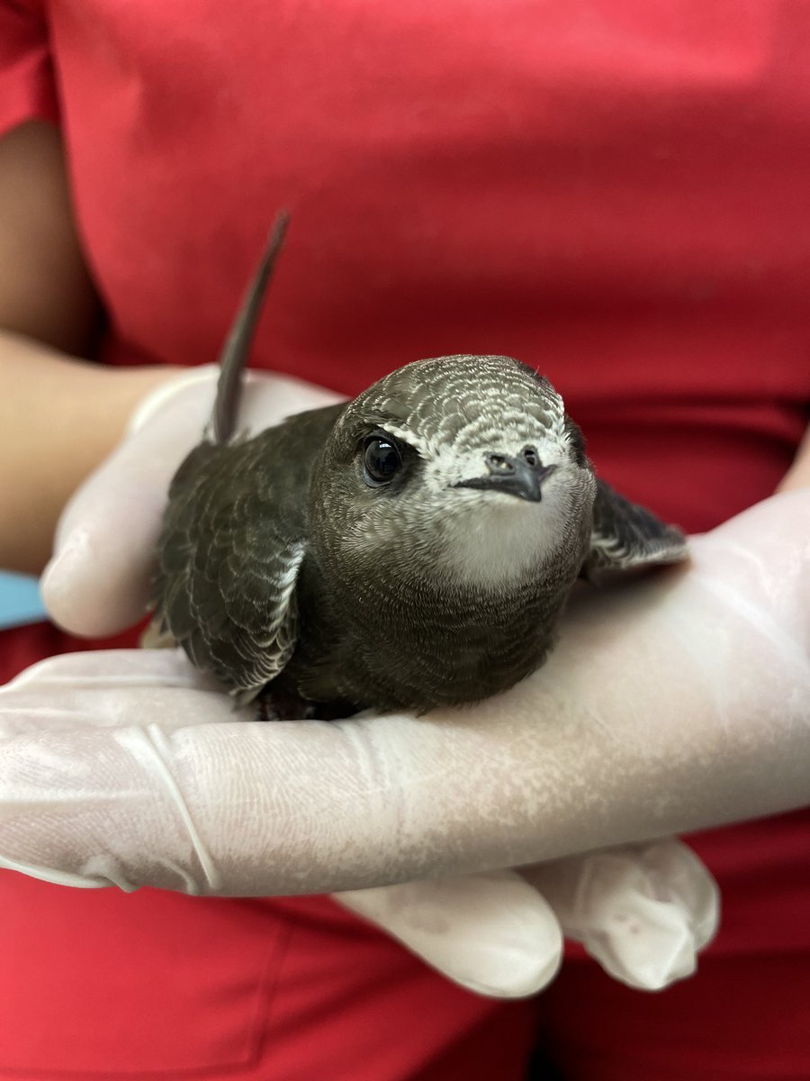 Птенец белобрюхого стрижа