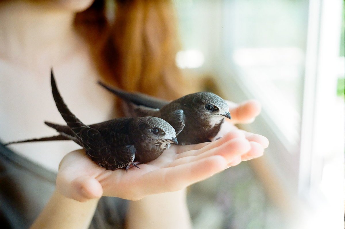 Стриж саланган