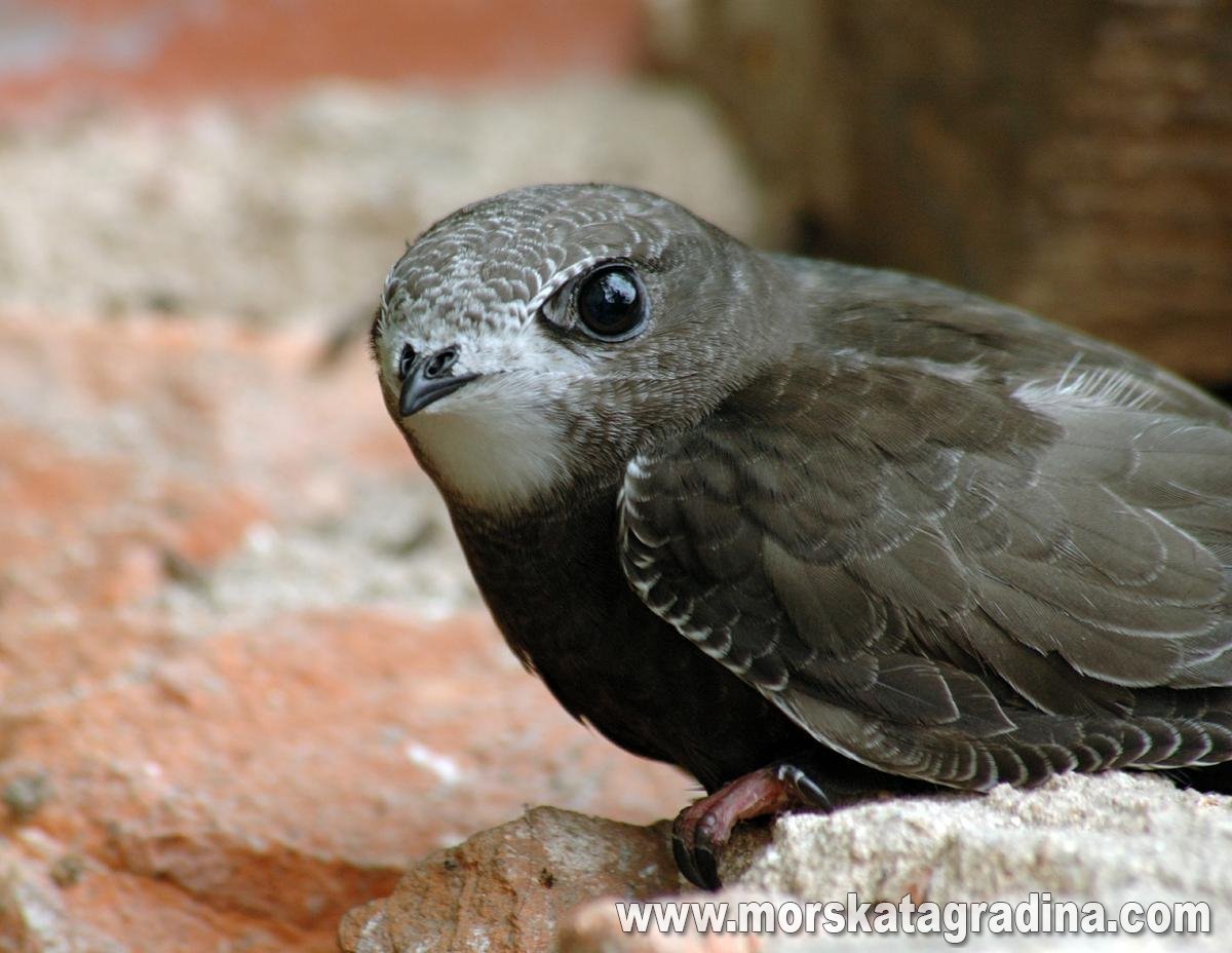 Птенец ястреба черный