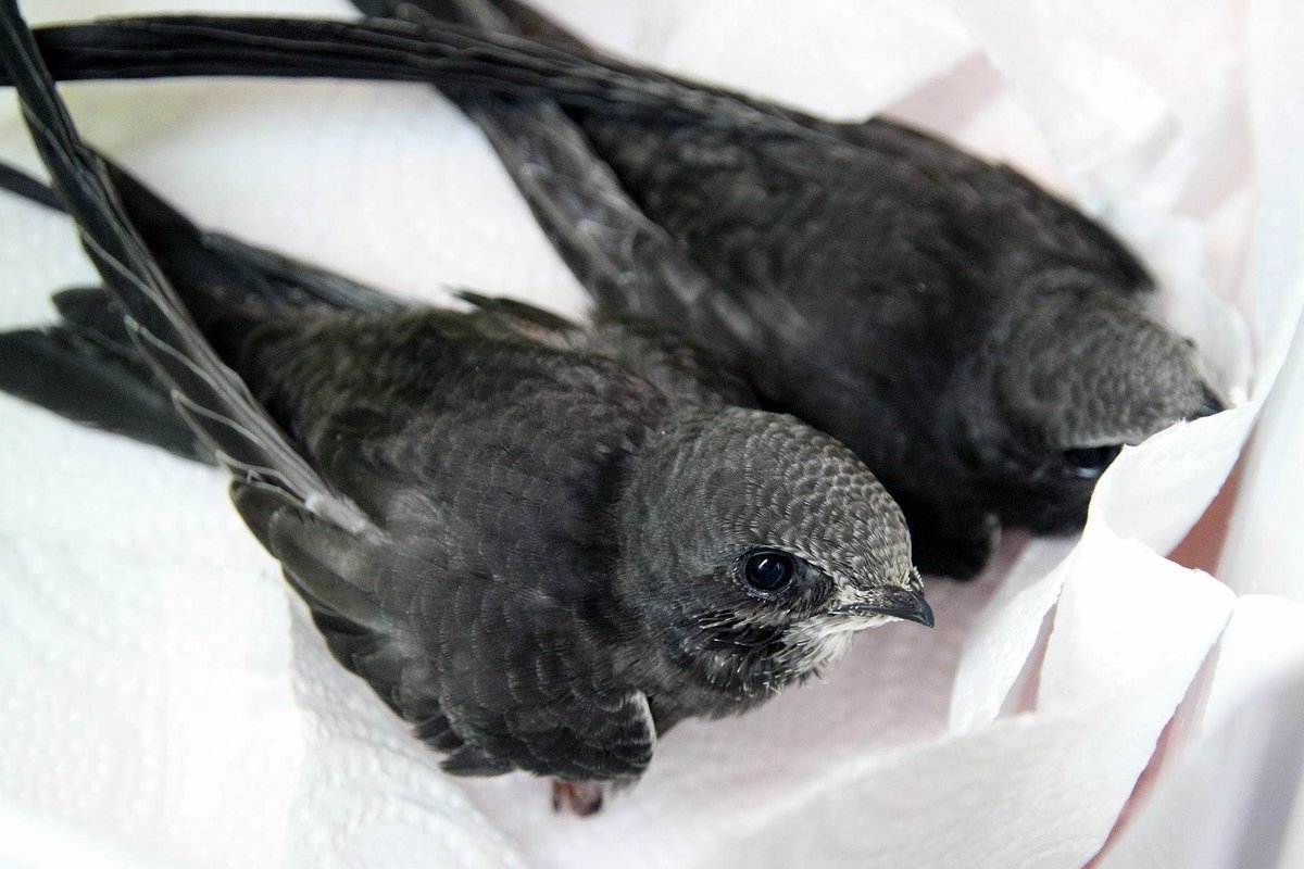 Стриж саланган