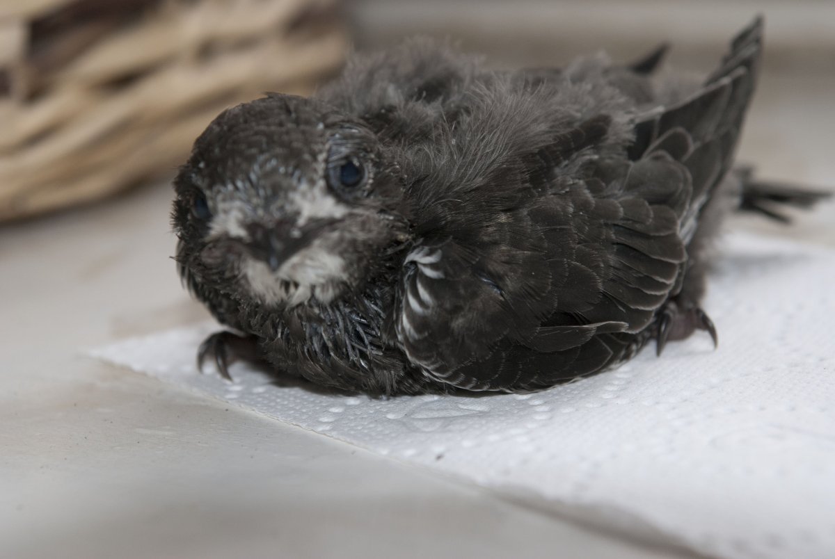 Птенец стрижа слеток