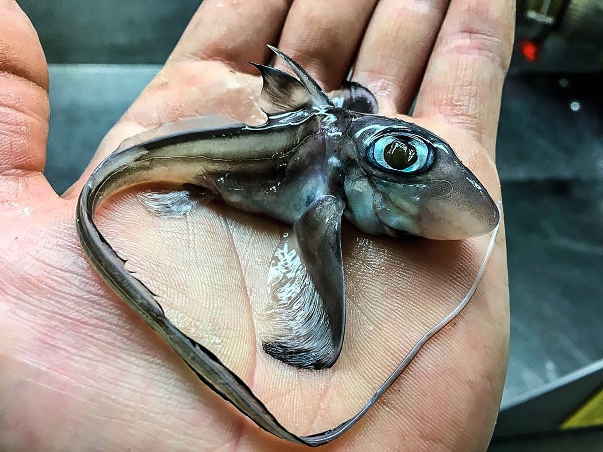 Chimaera monstrosa