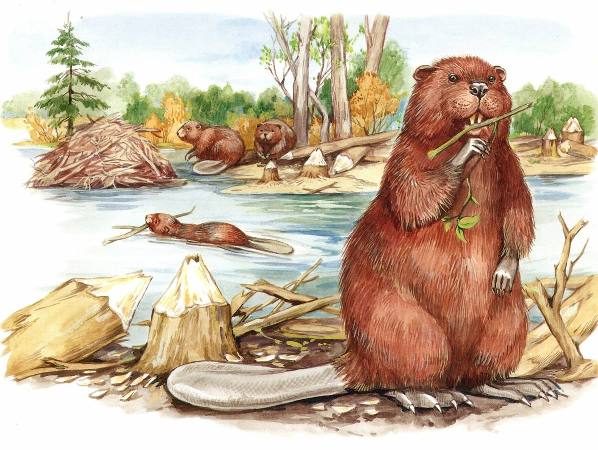 Гэ я Снегирева бобровая хатка