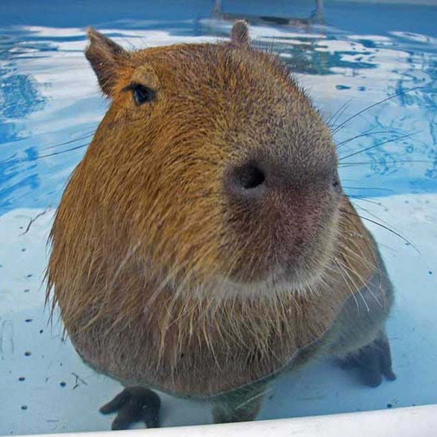 Бобер капибара капибара