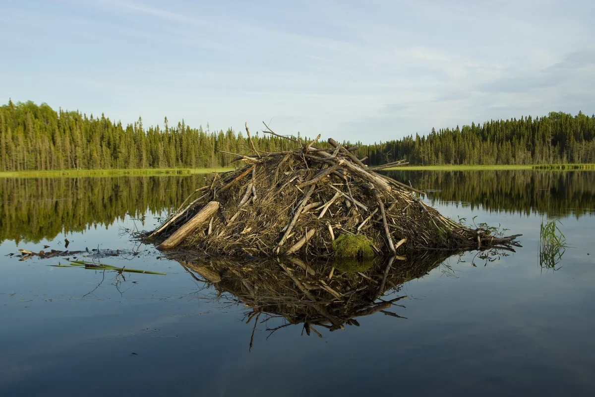 Хатка бобра