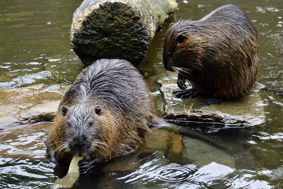 Бобры на Сетуни