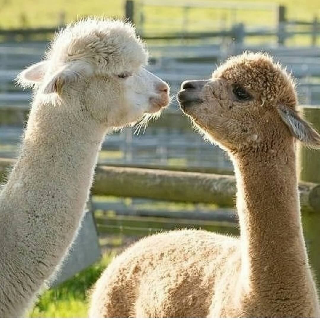 Лама альпака парочки