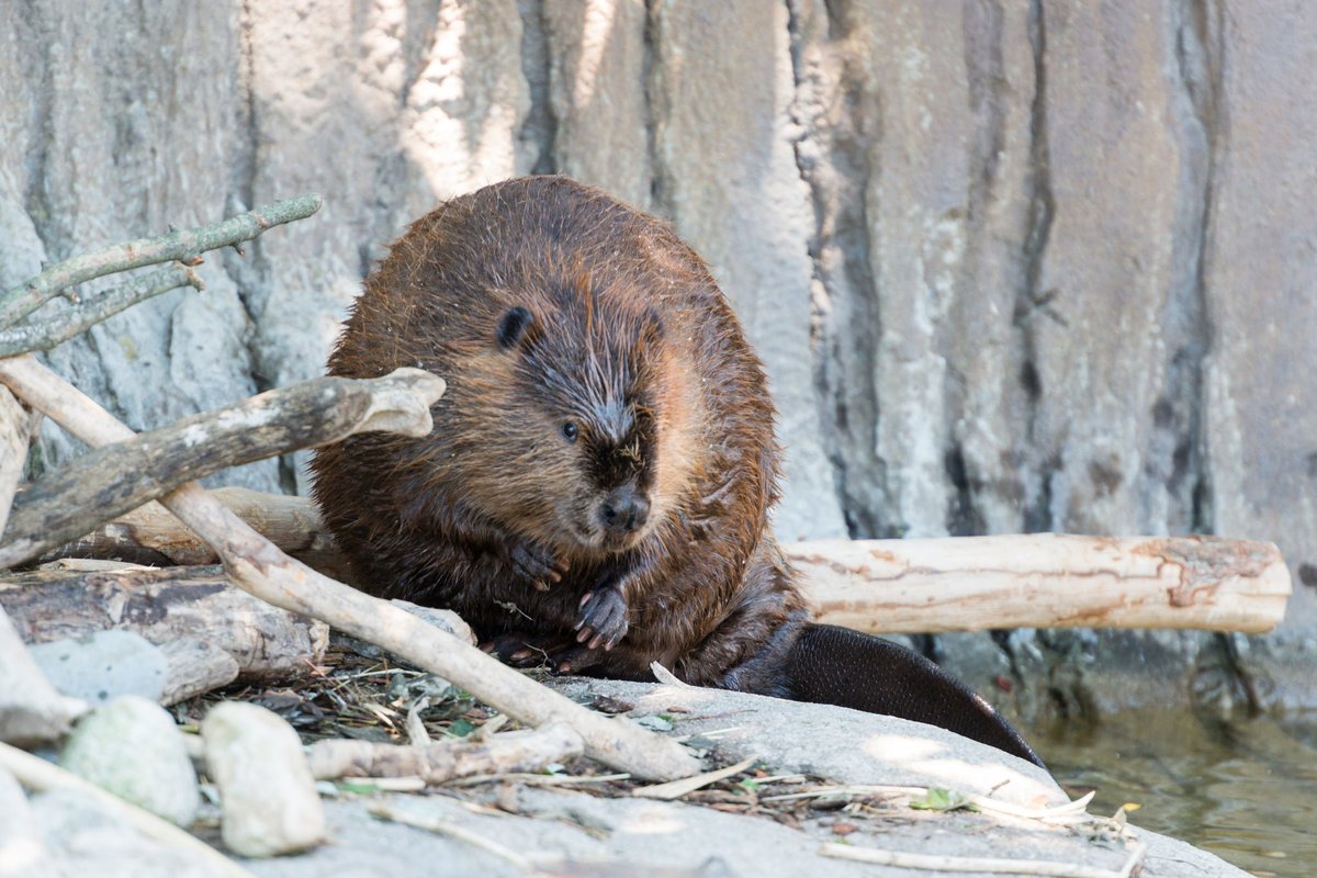 Бобр заповедник АЗАС