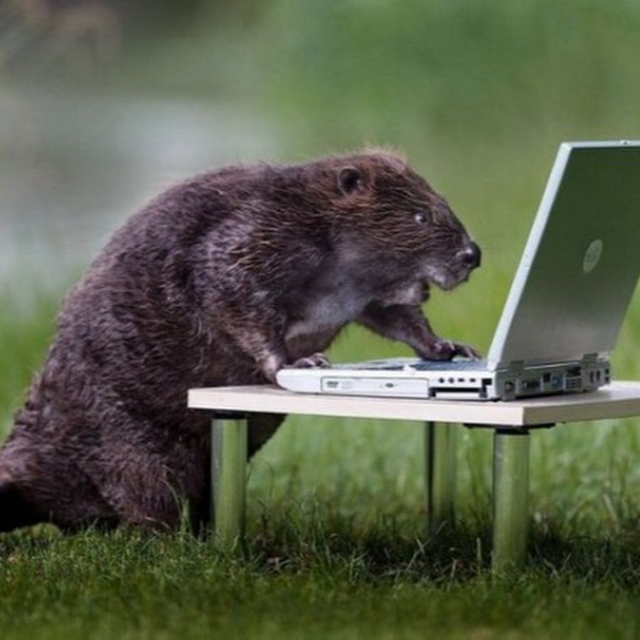 Хитер бобер