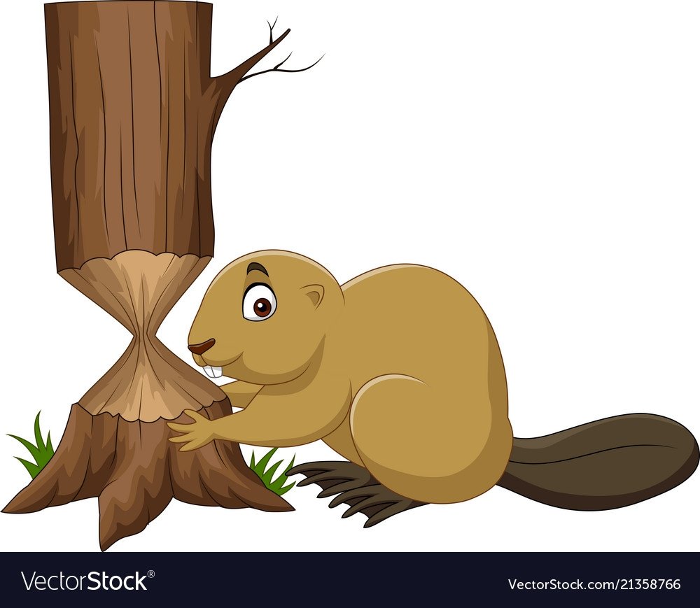 Бобр на бревне на белом фоне