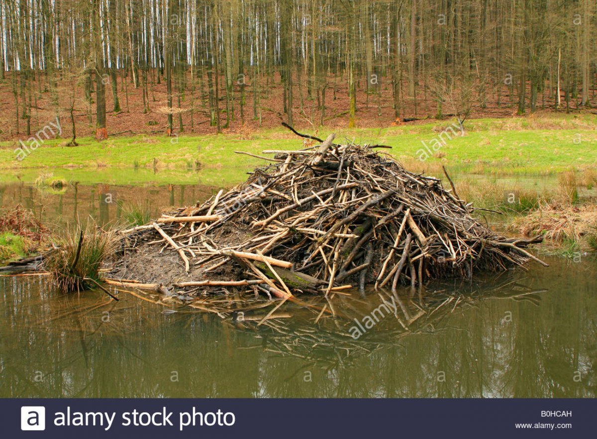 Плотина Бобров мультяшная