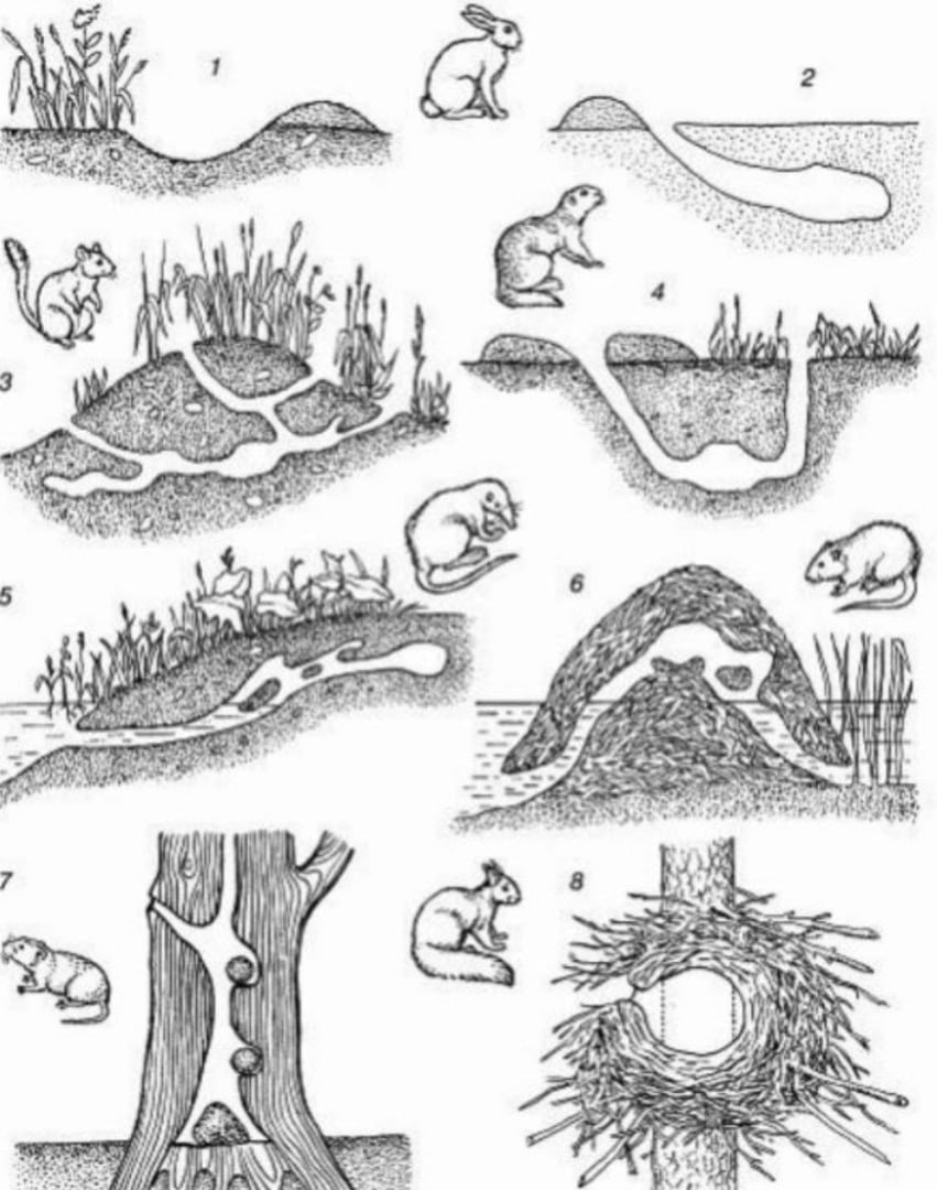 Строение мышиной Норы