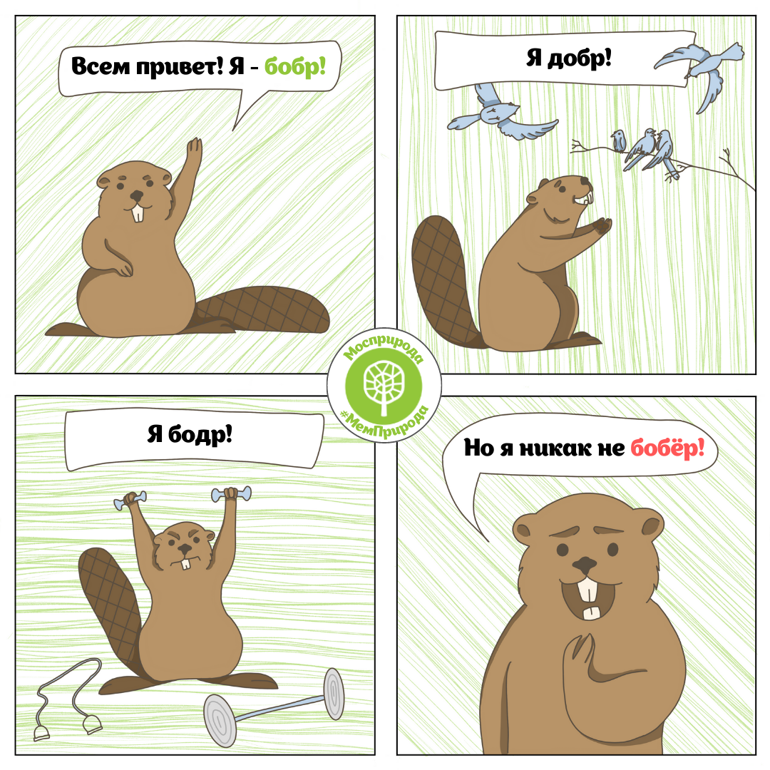 Привет бобры
