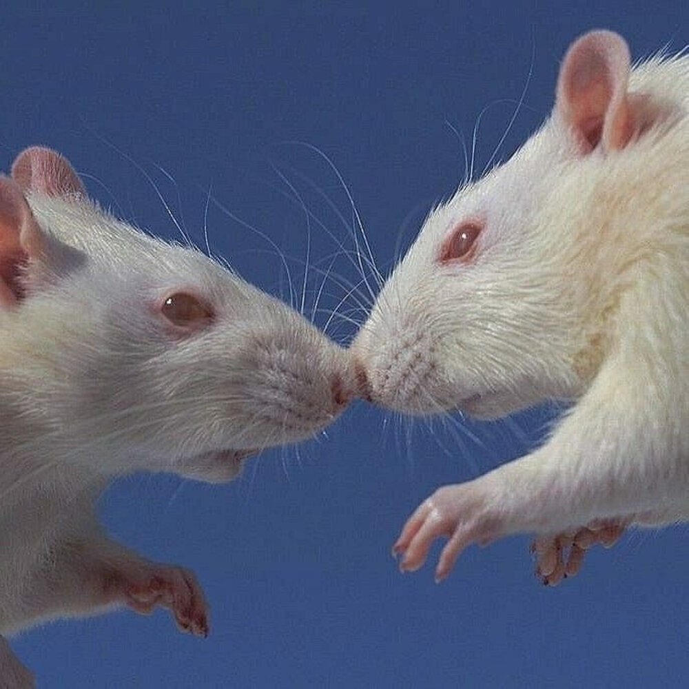 Пегие крысы