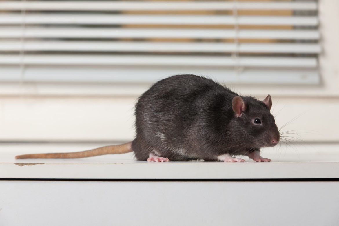 Черная крыса с белыми лапами