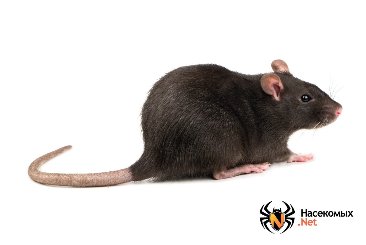 Крысы Эстетика