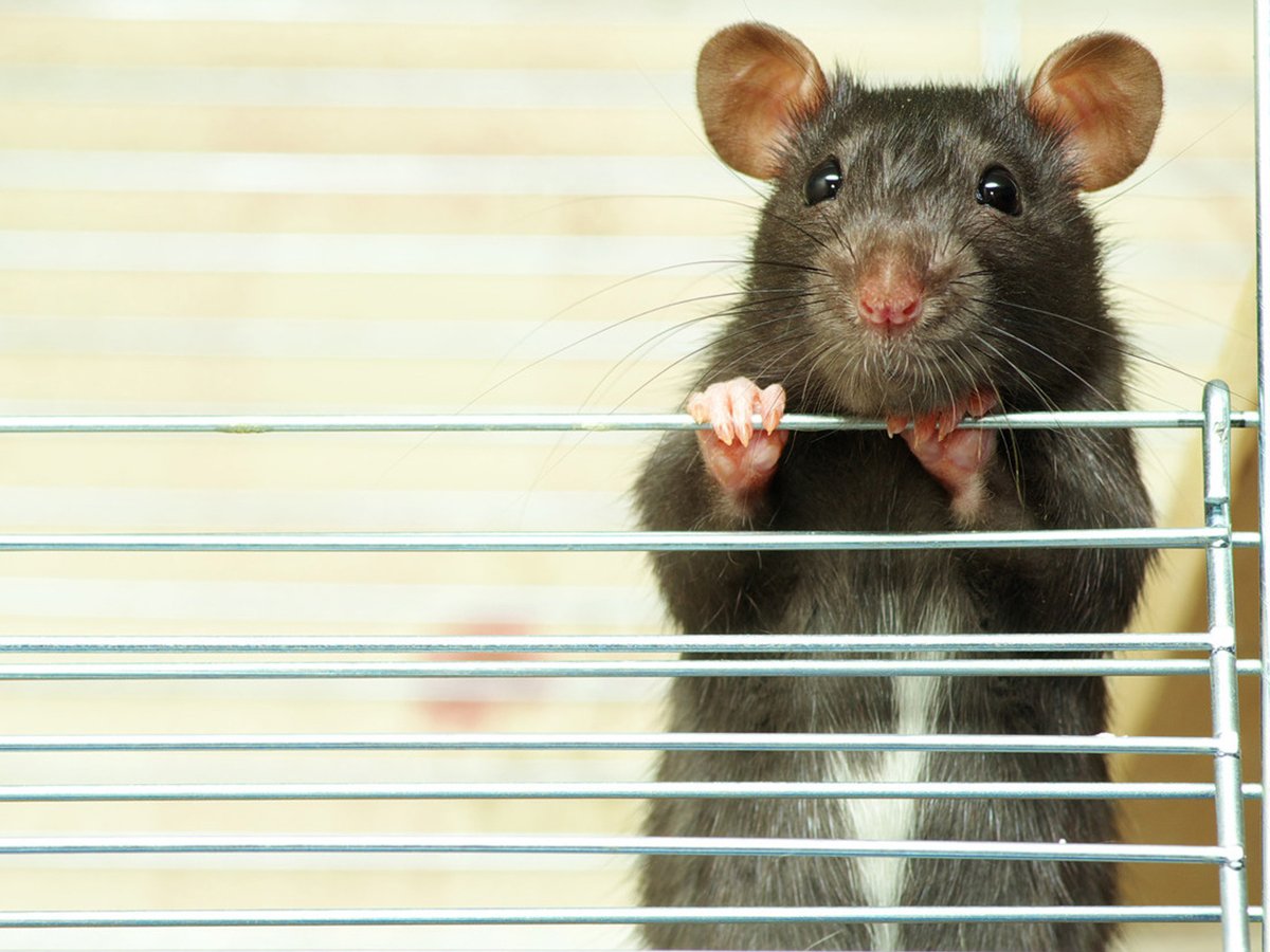 Белая крыса на плече