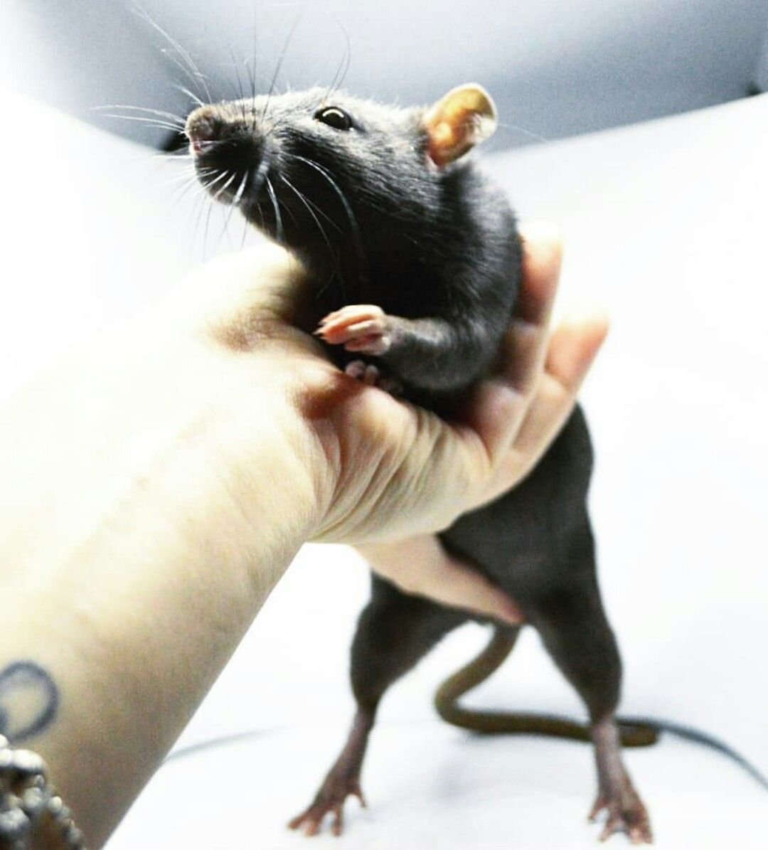 Крыса Дамбо альбинос