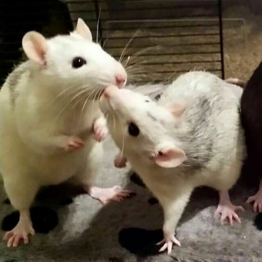 Сатиновая крыса Дамбо