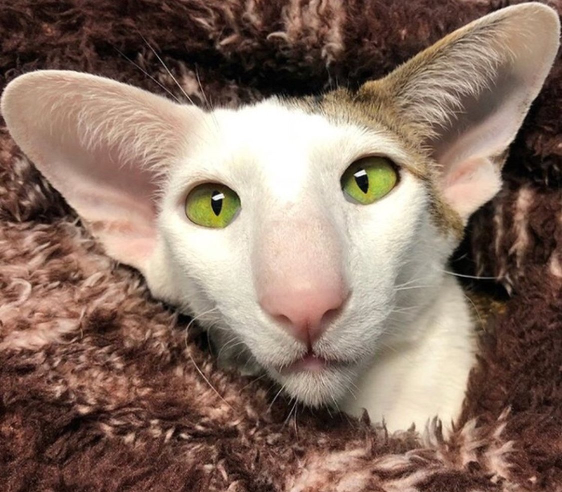 Коты ориенталы грузины