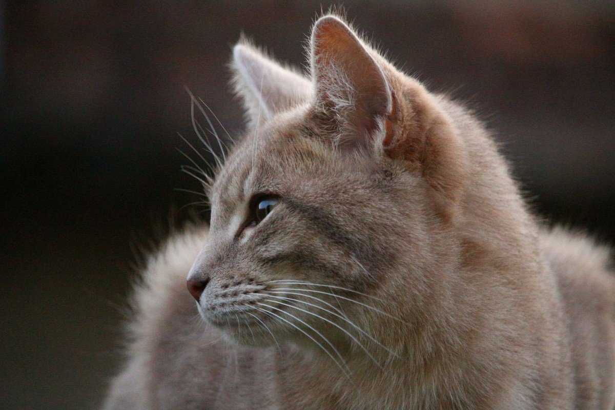 Курносый кот порода