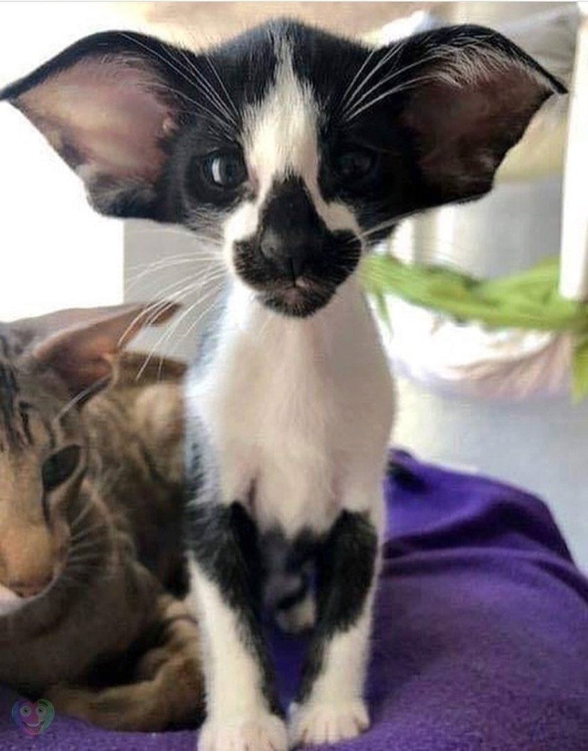 Коты ориенталы грузины