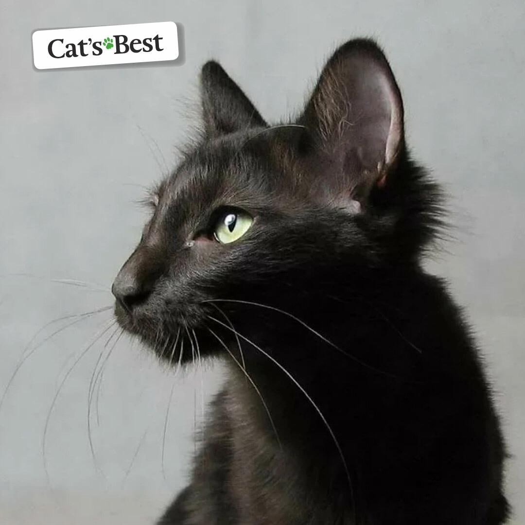 Коты ориенталы грузины