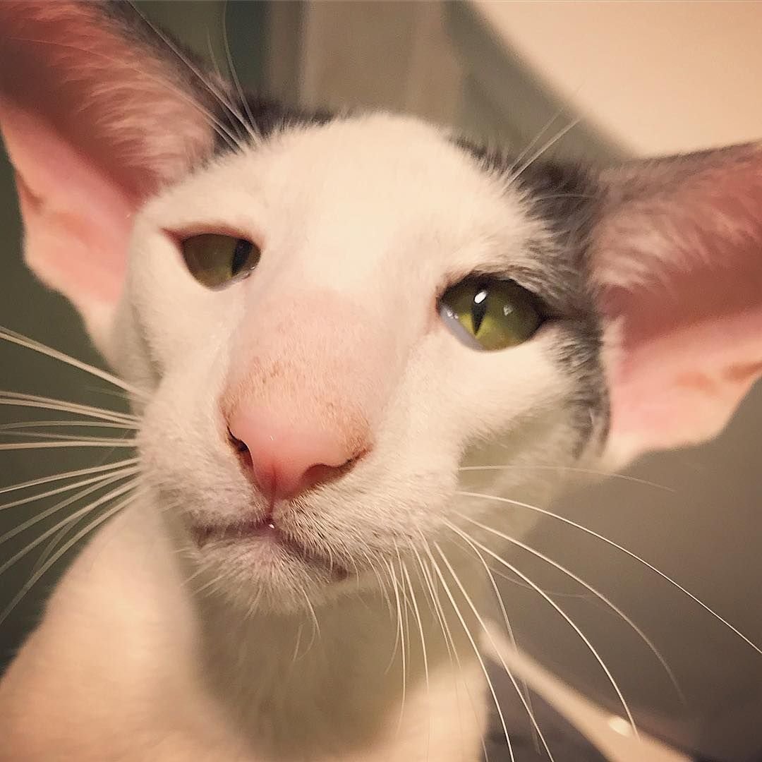 Бабочка на носу