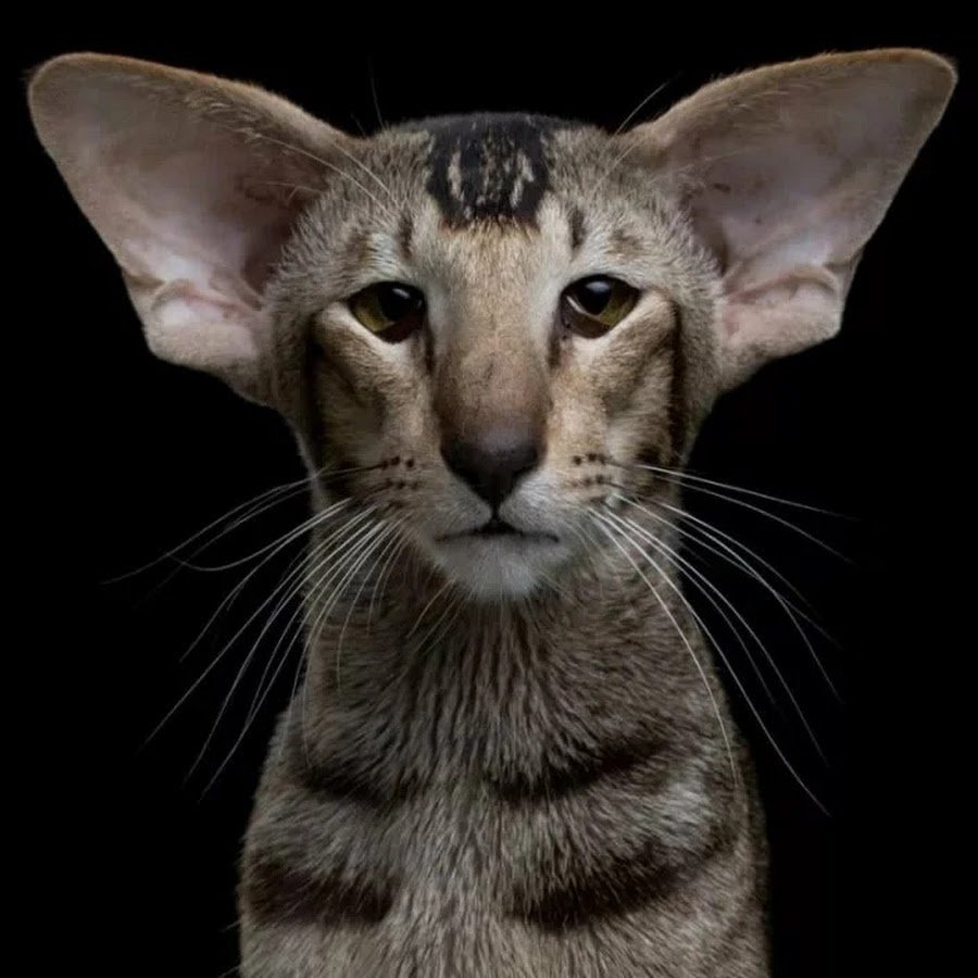 Коты ориенталы грузины