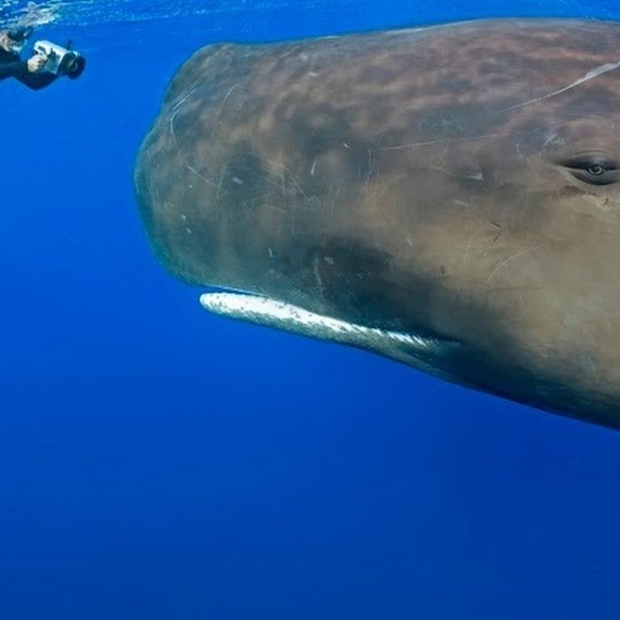 Китообразные Кашалот