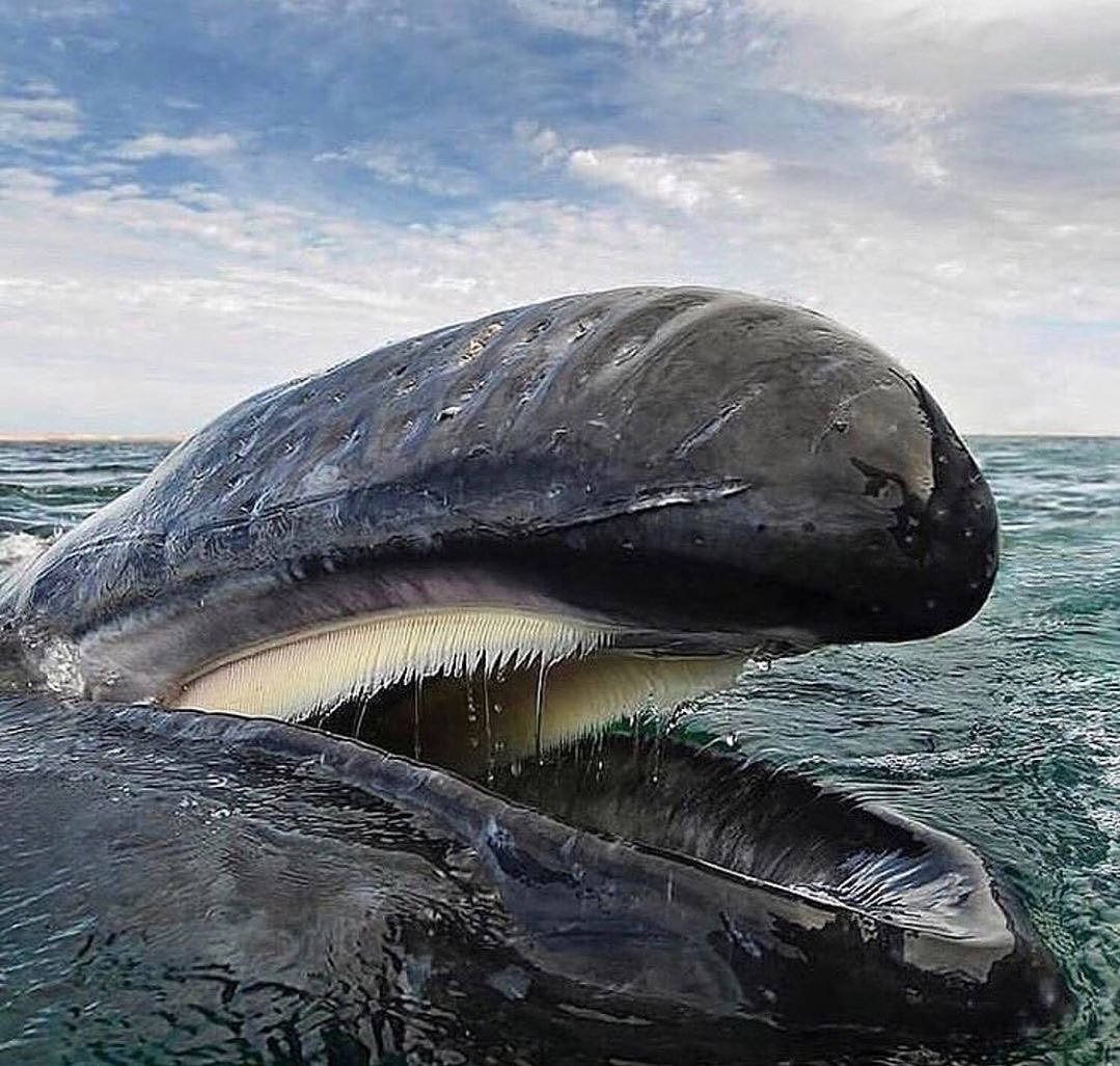 Огромный Кашалот