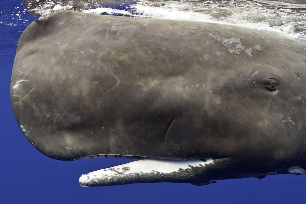 Киты рыбы Кашалоты