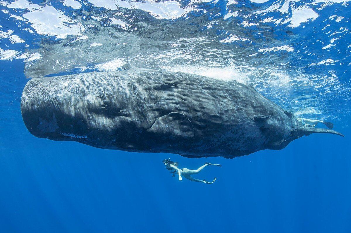 Кит Левиафан Мелвилла