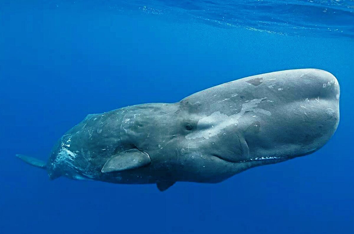 Синий кит в Атлантическом океане