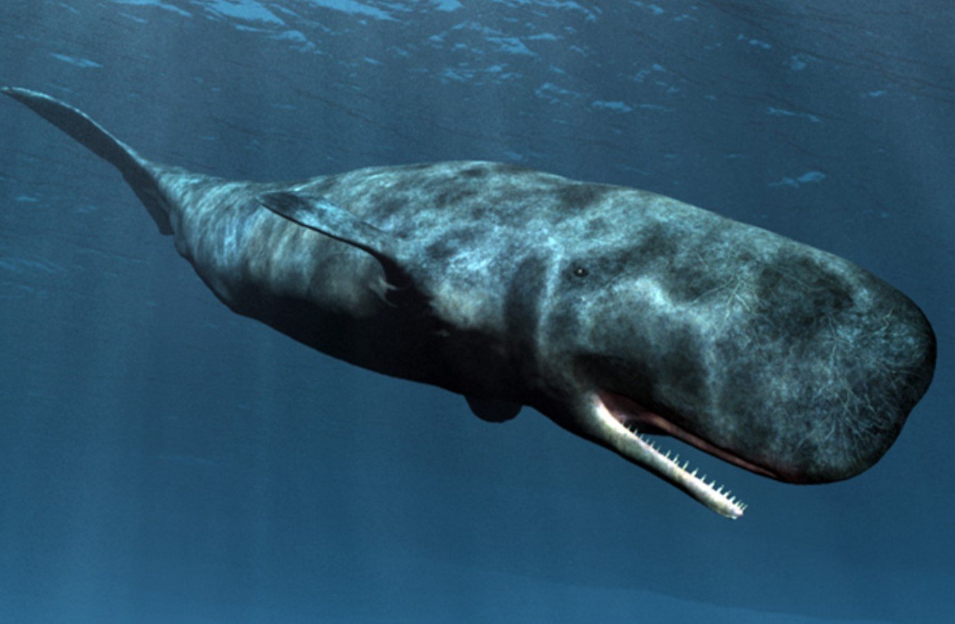 Шерсть у китообразных. Кашалот это зубатый кит. Кашалот в Антарктиде. Пятнистый Кашалот. Physeter macrocephalus (Кашалот).
