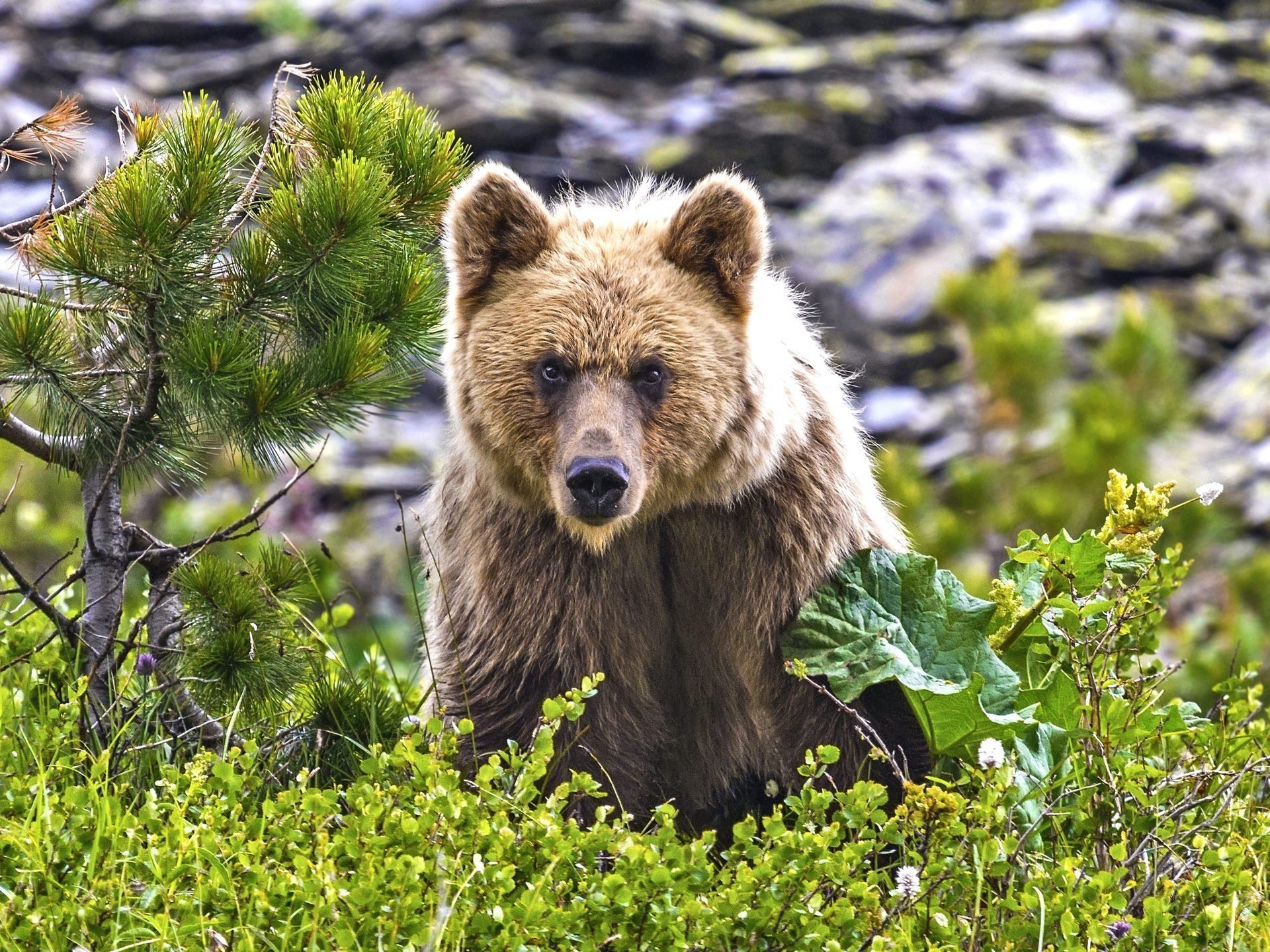 Алтайский медведь - 67 фото