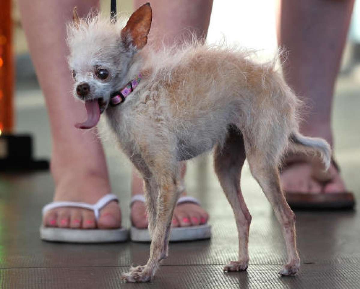 Бретонский Бассет хаунд