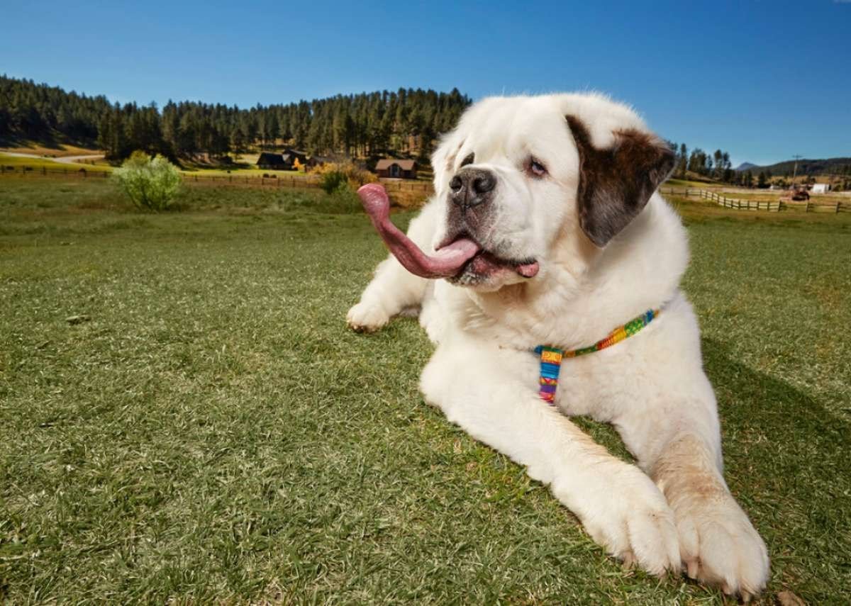 Сенбернар белый