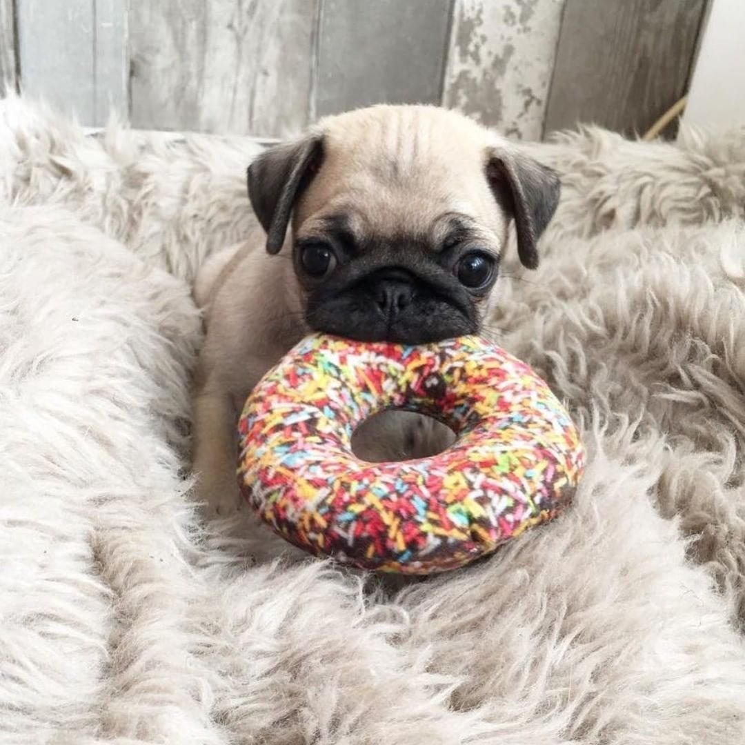 Борзая Эрис собака