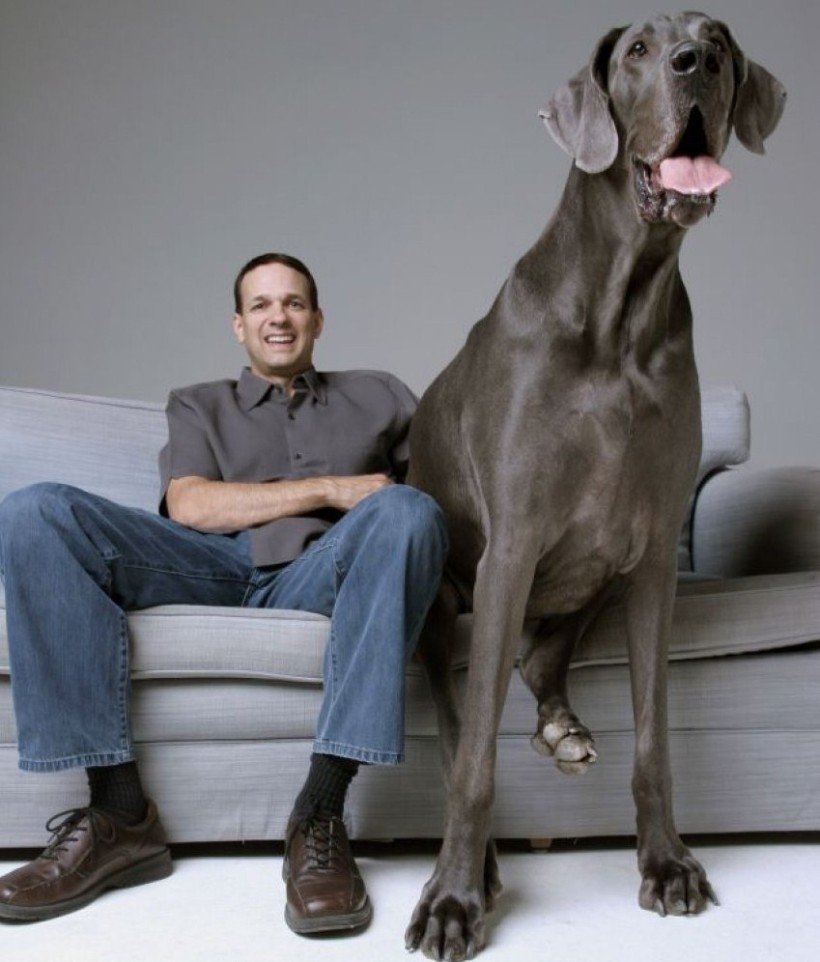 Немецкий дог гигантский Джордж